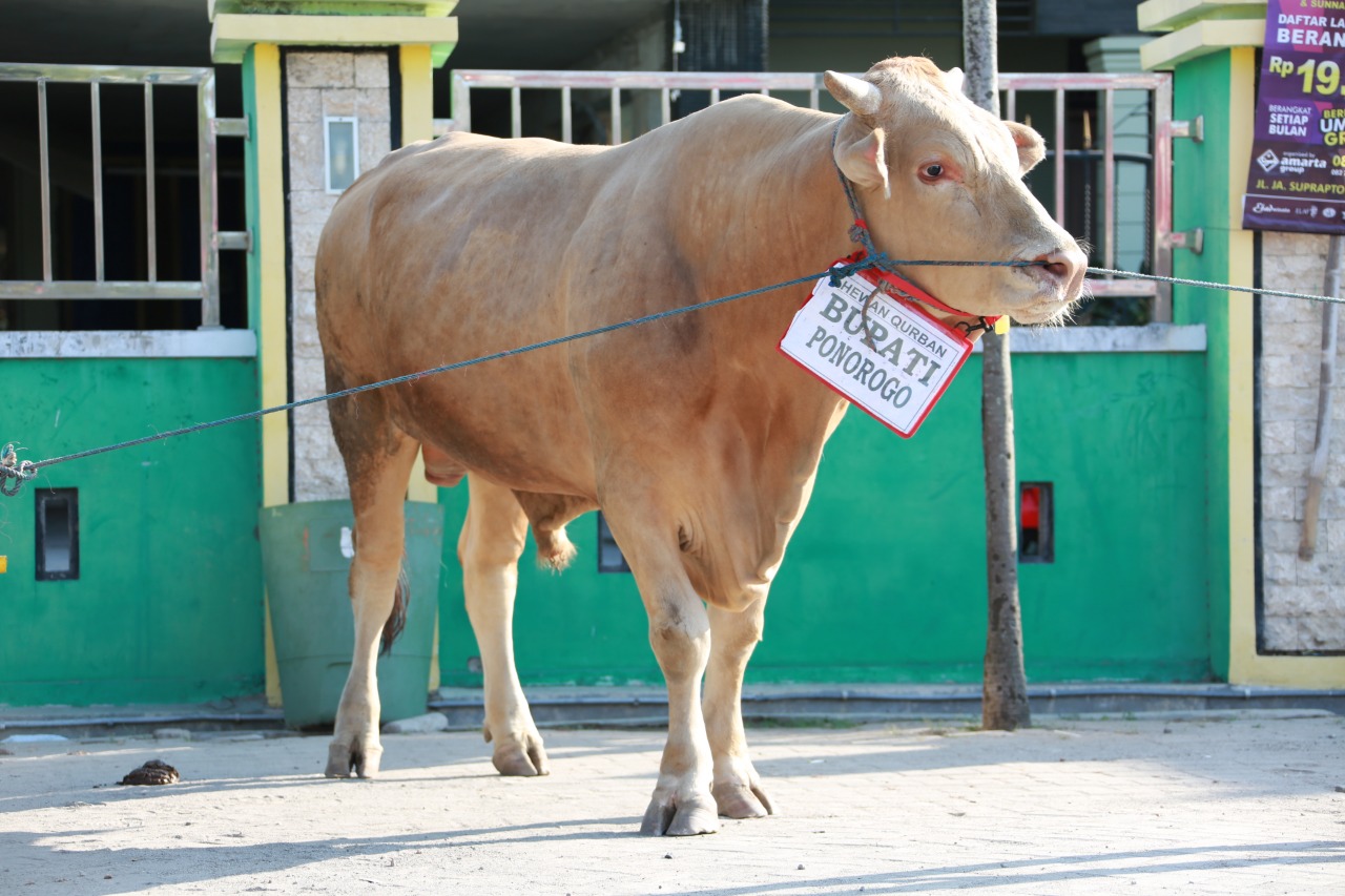 Berat Sapi Kurban Bupati Ponorogo Hampir Samai Sapi Presiden Jokowi