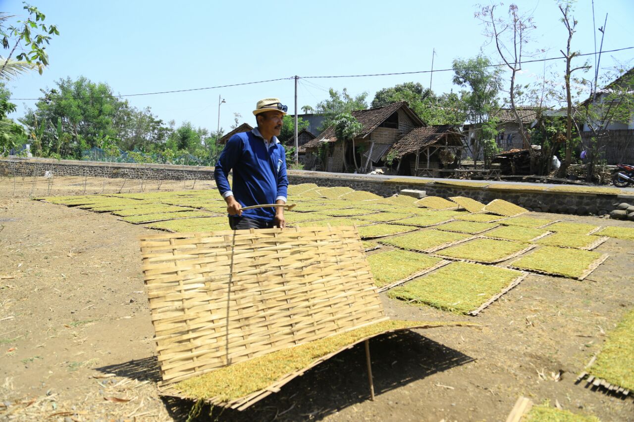 Petani di Probolinggo sedang menjemur tembakau rajangan, Rabu (19/9/2018).