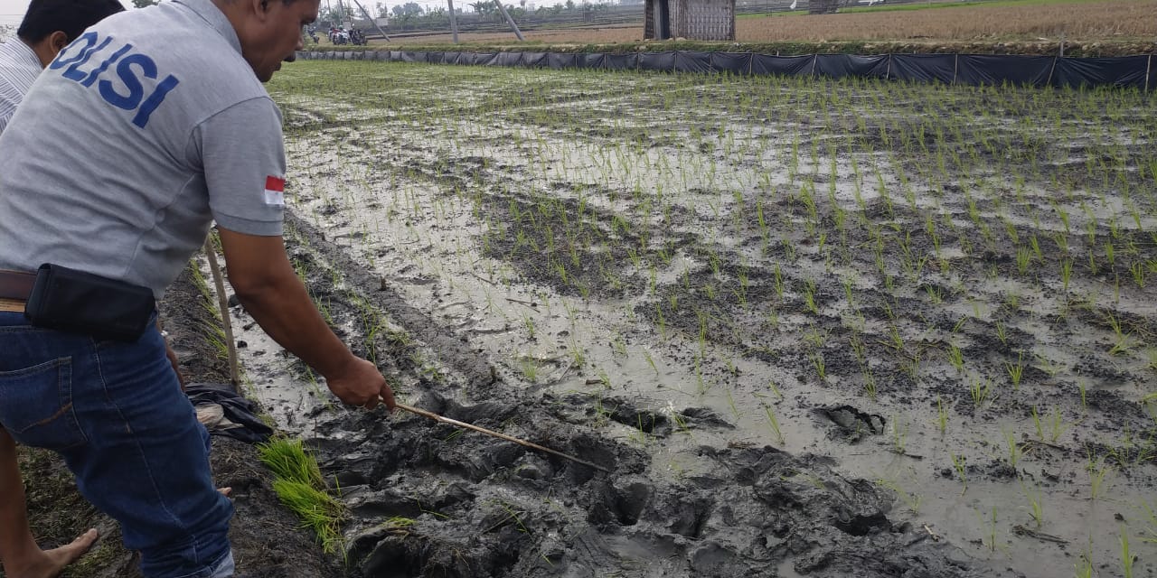 Petugas menunjukan tempat kejadian perkara