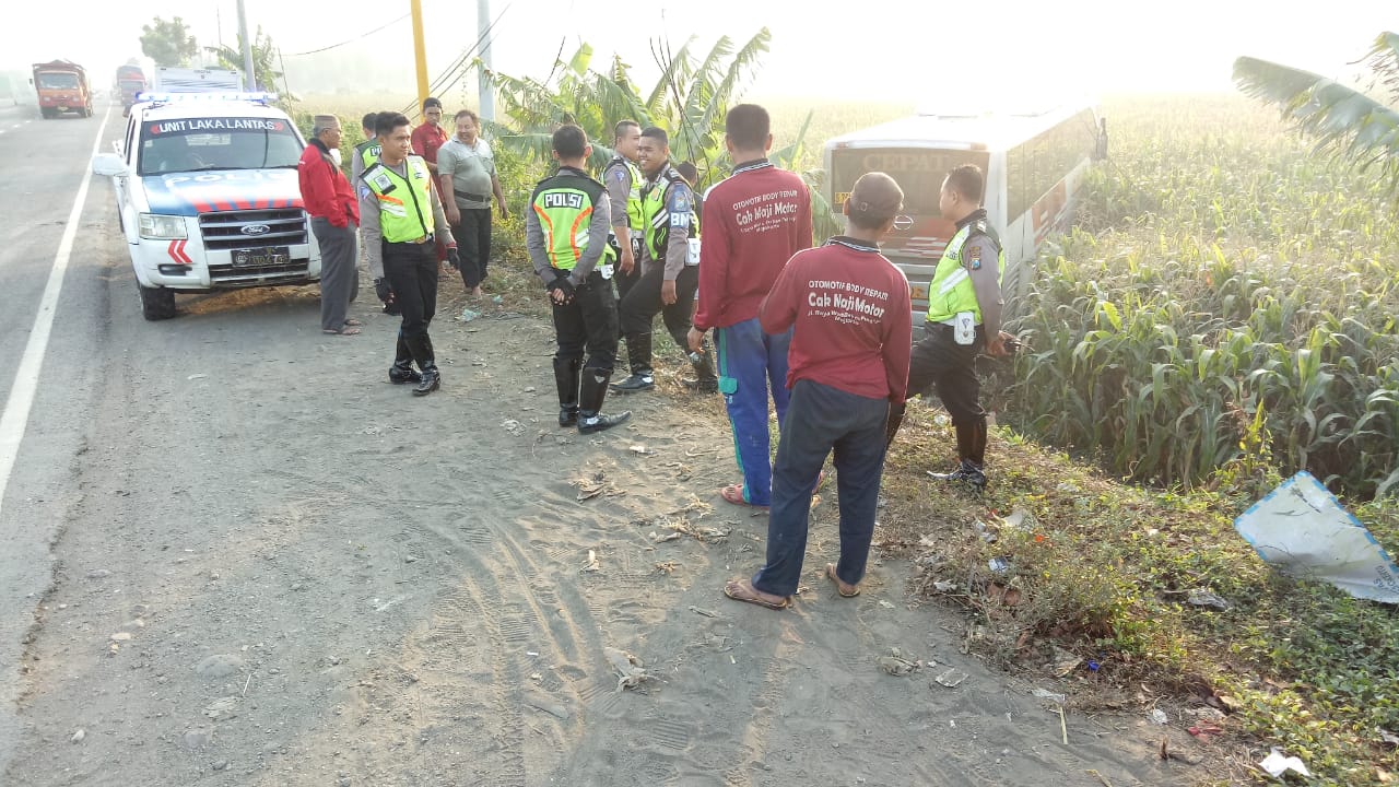 Bus Eka yang terperosok ke lahan jagung./ Foto : Khilmi Sabikhisma Jane. 