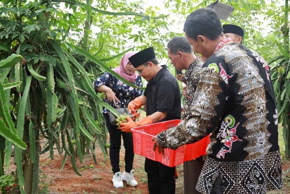 Bupati Anas memanen buah naga di Banyuwangi