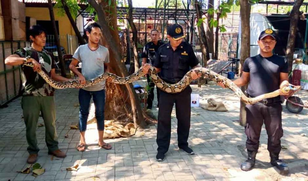 Ular Phyton yang ditangkap