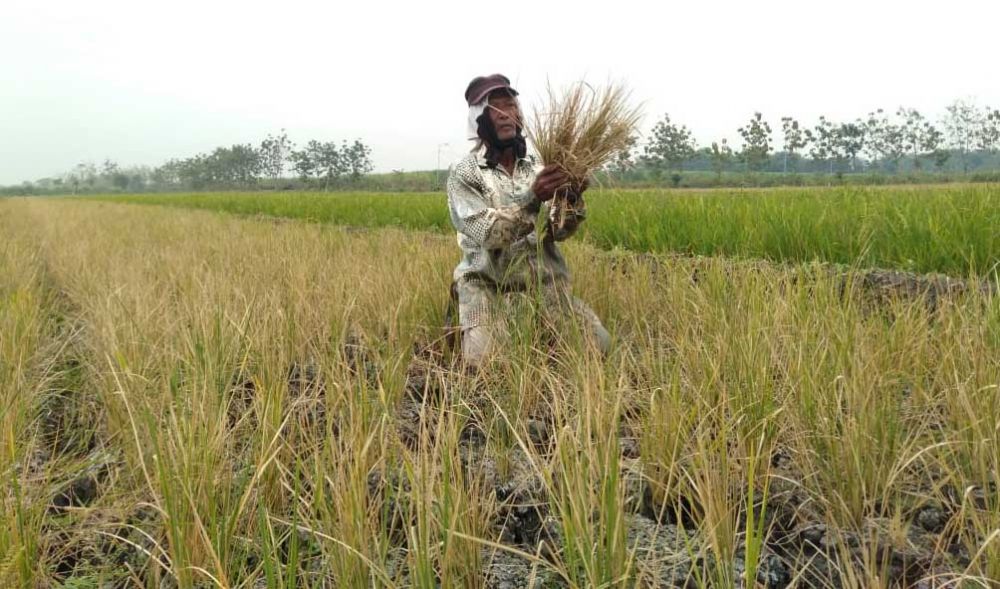 Petani di Mojokerto gagal panen akibat kekeringan