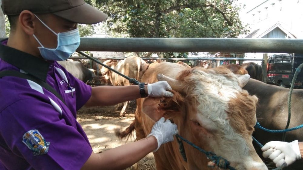 Pemeriksaan hewan kurban