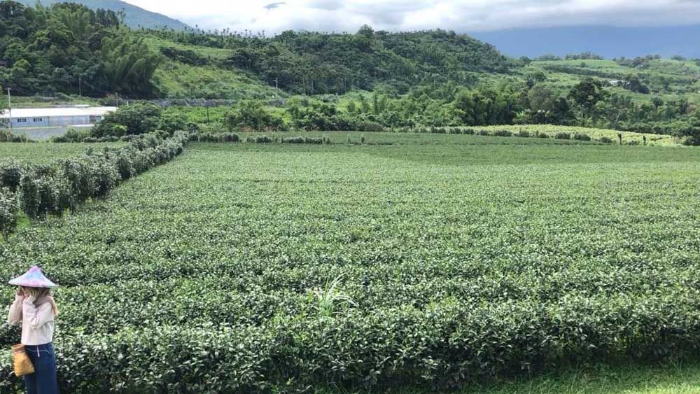 Susahnya Mencari Generasi Milenial Calon Petani di Taiwan