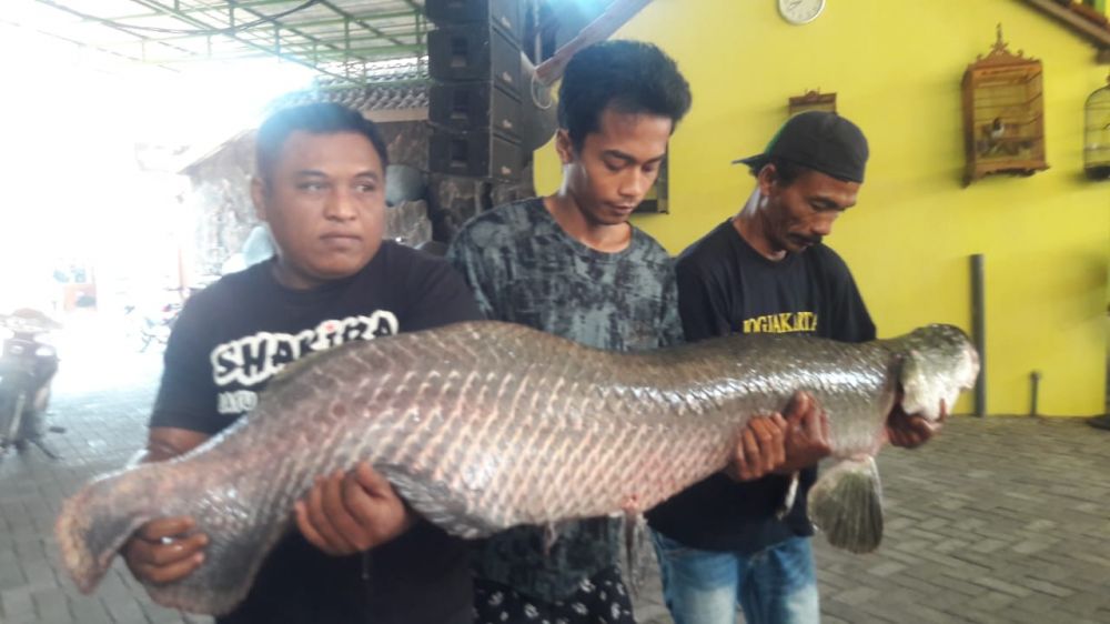 Cuaca Panas Capai 42 Derajat, Satu Ekor Ikan Arapaima di Jombang Mati