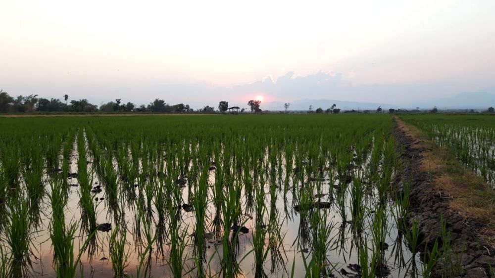 Dinas Pertanian akan awasi penggunaan sumur sibel di sawah Ponorogo