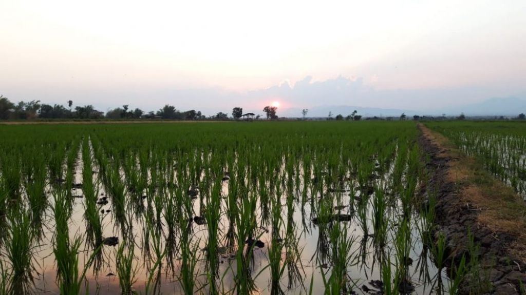 Sawah petani/ foto dokumen