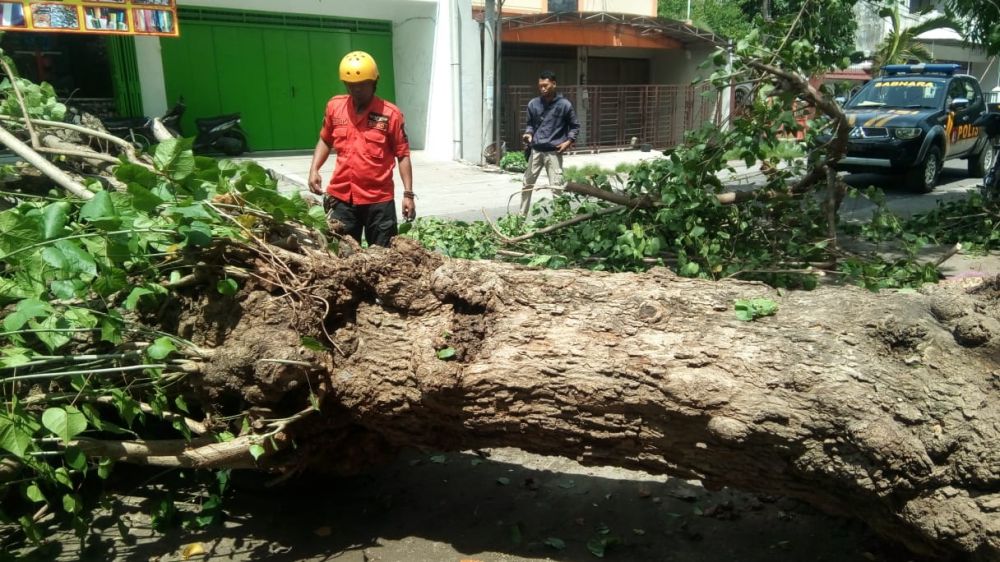 Petugas memotong pohon yang tumbang di Ponorogo