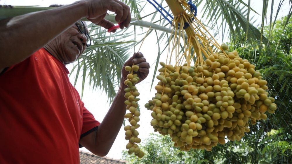 Budijono dengan buah kurma yang ditanamnya