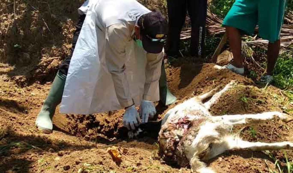Petugas mengecek kondisi kambing yang mati di Pacitan