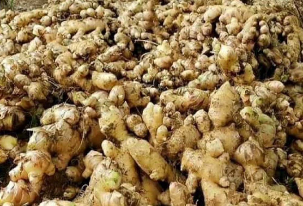 Jahe Thailand di Pasar Induk Osowilangun Surabaya