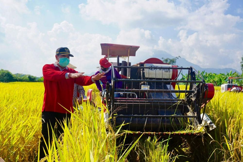 Panen raya di Kutorejo, Mojokerto