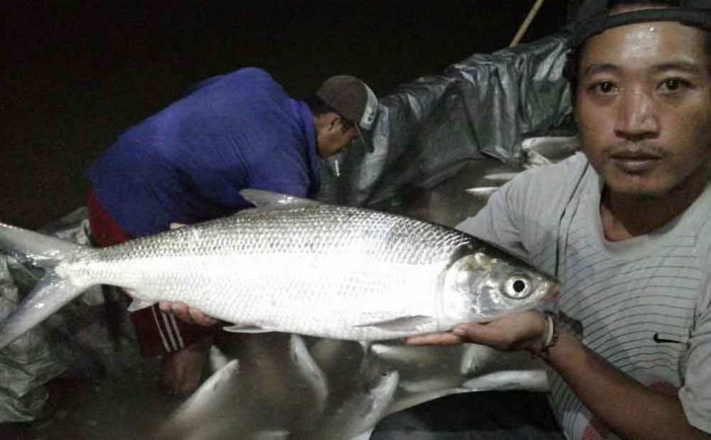 Petani tambak bandeng di Gresik