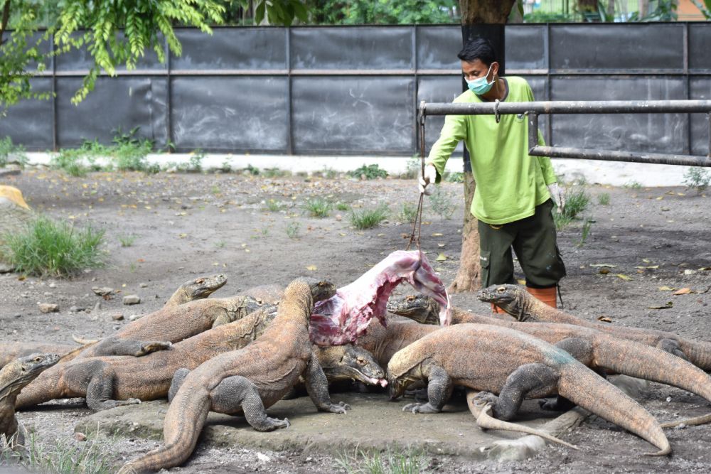 Petugas dari KBS beri makan kepada komodo (Foto istimewa)