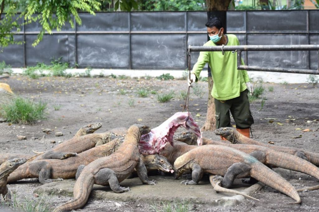 Pawang berikan makan kepada Komodo di KBS (foto dokumen)