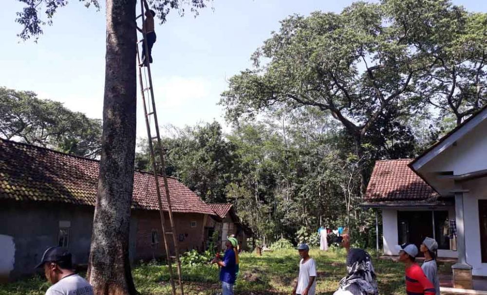 Pengendalian wabah ulat hijau di Pasuruan