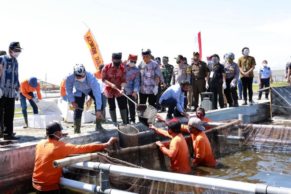 Panen sidat di Banyuwangi