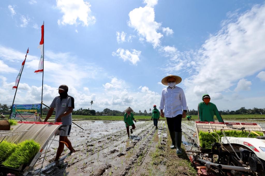 Sektor pertanian Banyuwangi tercatat surplus di masa pandemi Covid-19