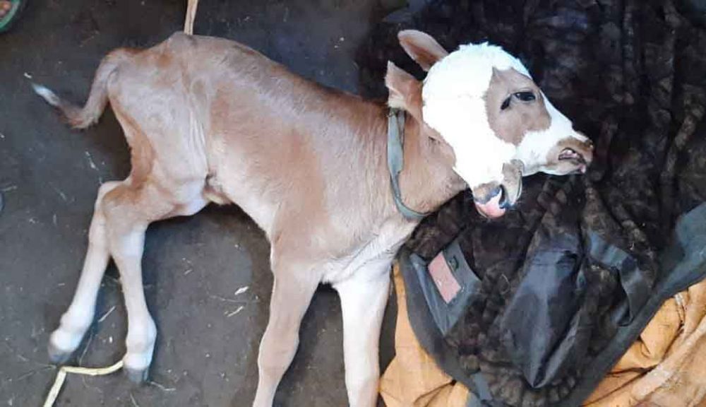 Ini Penjelasan Dokter Hewan atas Lahirnya Anak Sapi Berkepala Dua