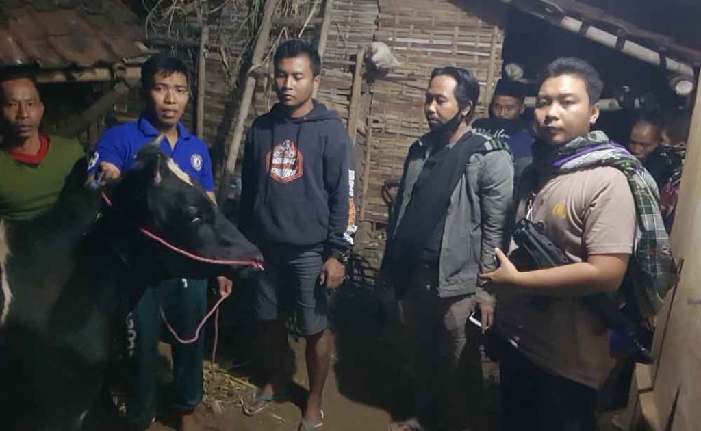 Sapi yang dicuri berhasil ditemukan