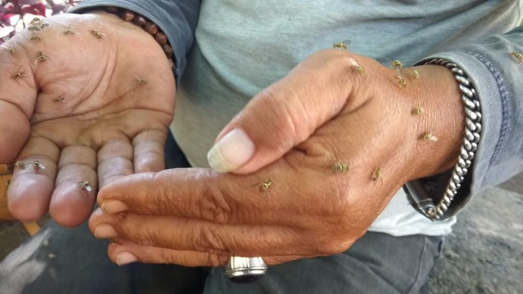 Lebah klanceng yang datang di tangan Gogon