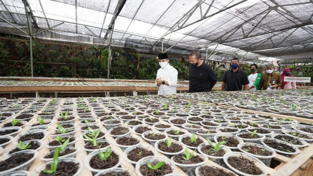 Pembudidayaan anggrek di Banyuwangi