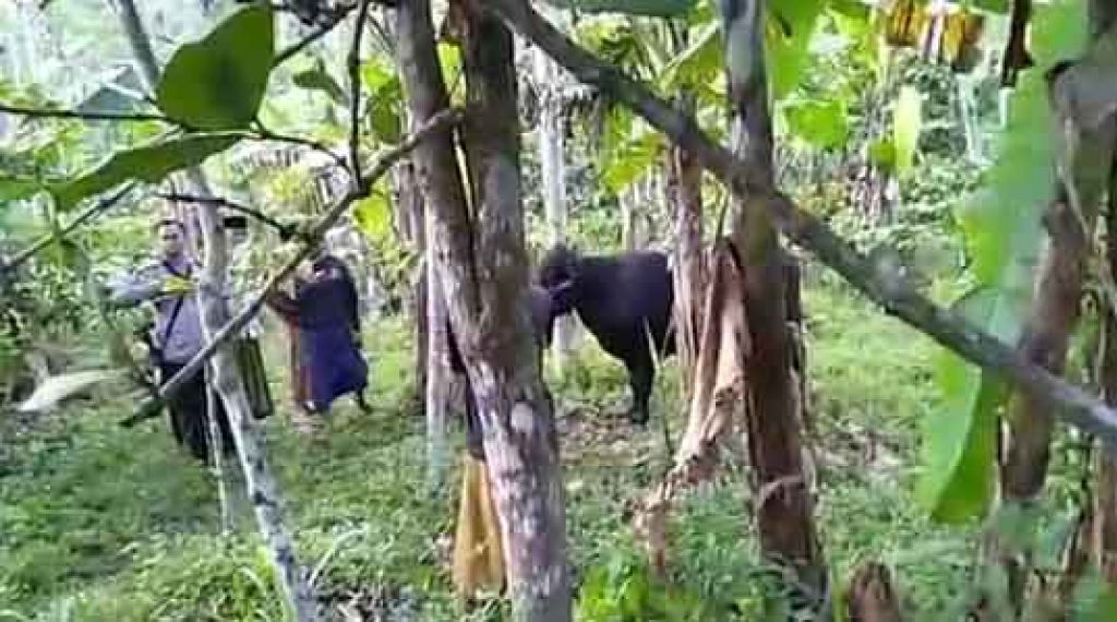 Seekor sapi yang diduga ditinggal oleh pencuri ditemukan warga