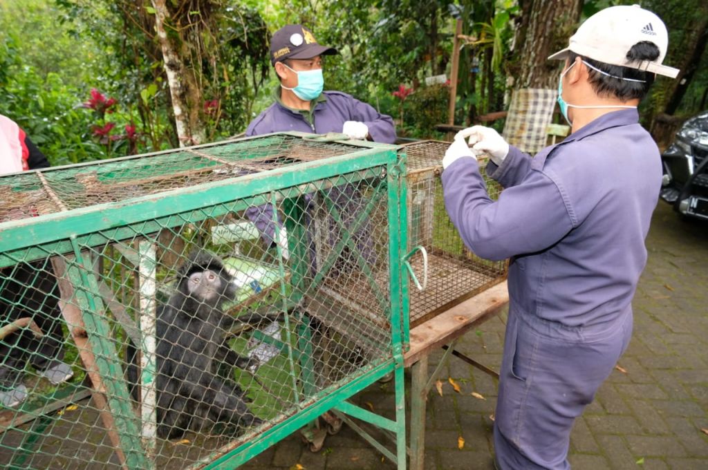 Tujuh ekor lutung Jawa yang dilepasliarkan