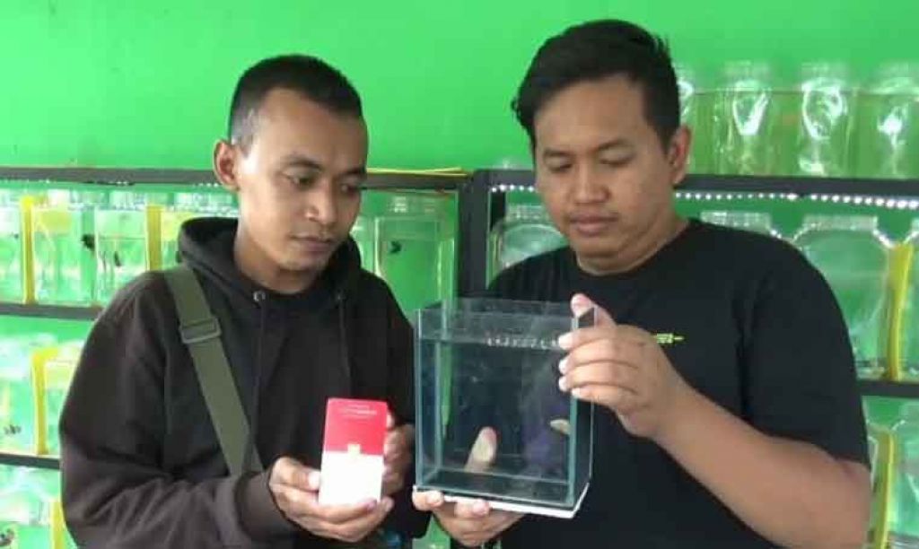 Pria ini Tukarkan Emas Batangan 1 Gram dengan 4 Ikan Cupang Super Gold