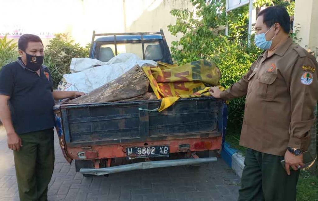 Angkut 14 Batang Kayu Sonokeling Curian dari Hutan, Sopir Pikap ini Diamankan