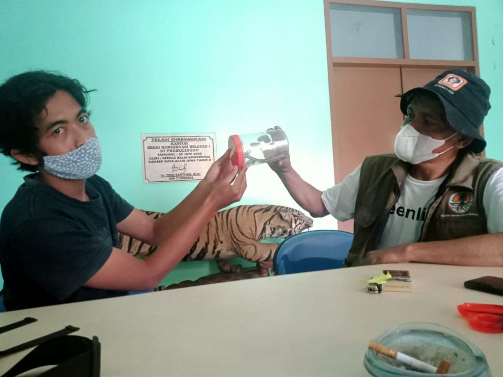 Anakan Ular Sanca yang Tertangkap Warga di Probolinggo,  diserahkan ke BKSDA.