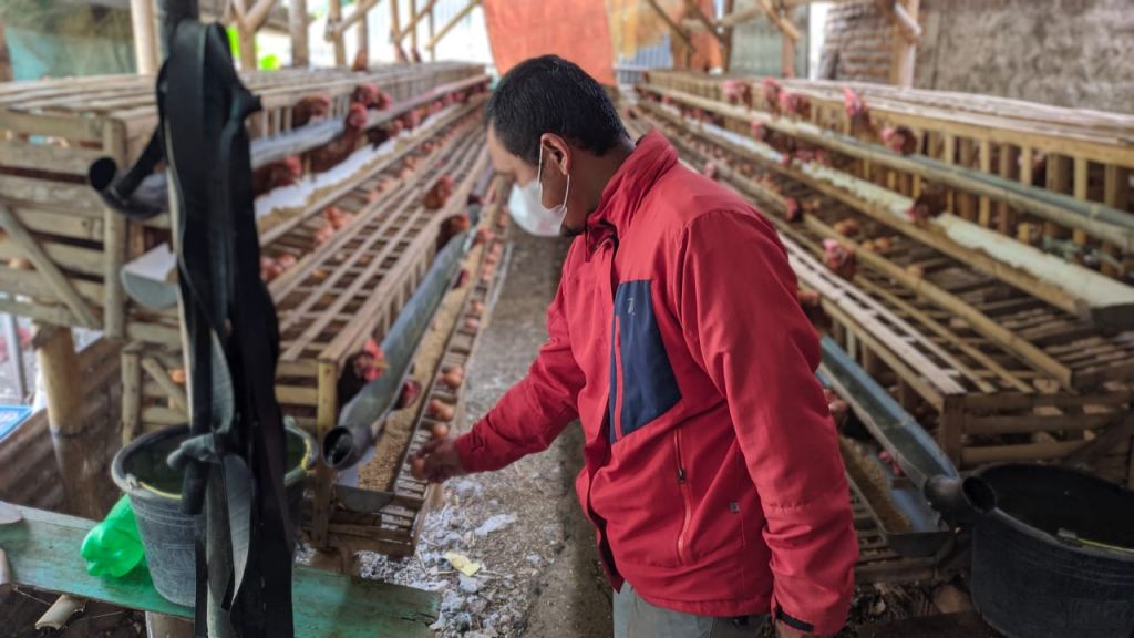 Peternak ayam di Ponorogo terus merugi akibat dari merosotnya harga telur ayam.
