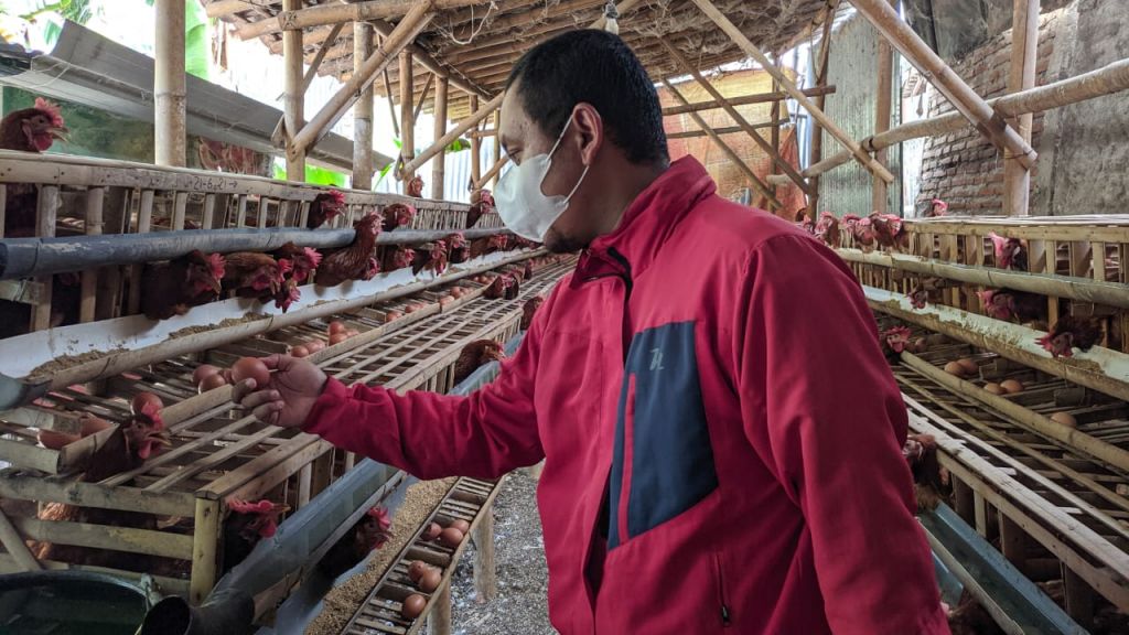 Peternak ayam di Ponorogo terus merugi akibat harga telur ayam anjlok.