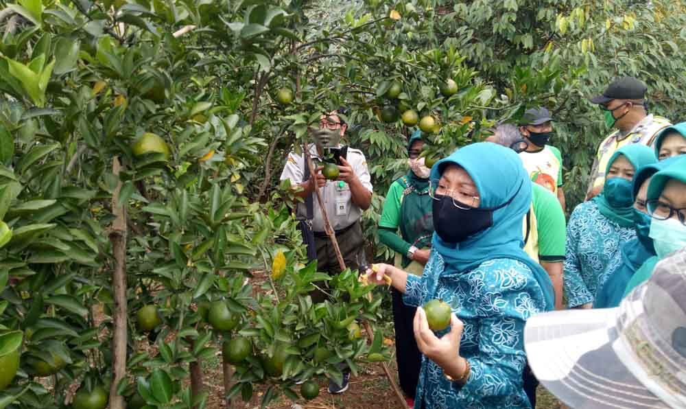 Ketua TP PKK Kabupaten Pasuruan, Lulis Irsyad Yusuf panen jeruk