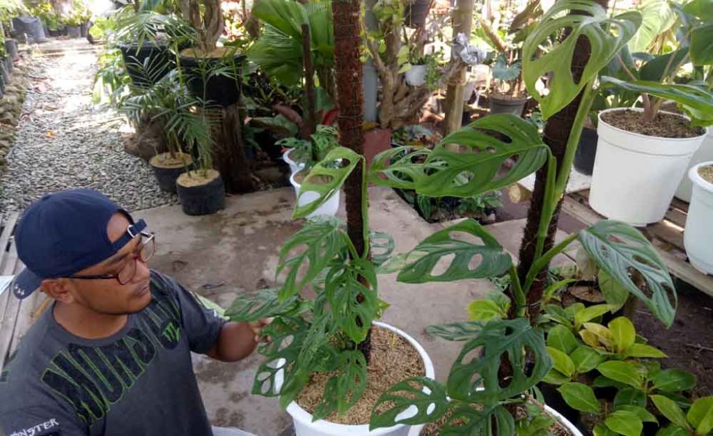 Petani janda bolong di Pasuruan

