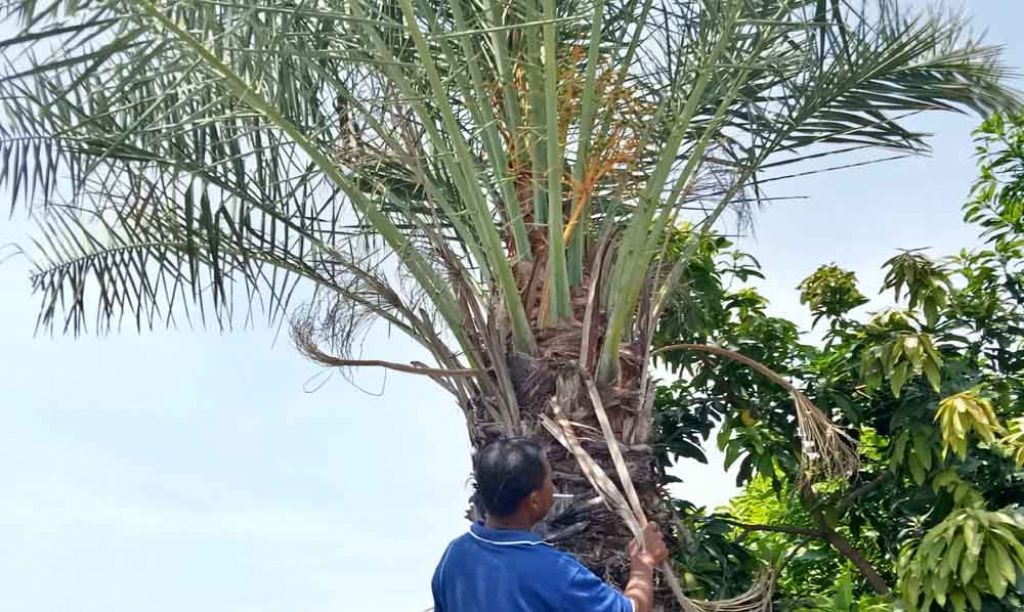 Pohon kurma di Pasuruan yang berbuah lebat