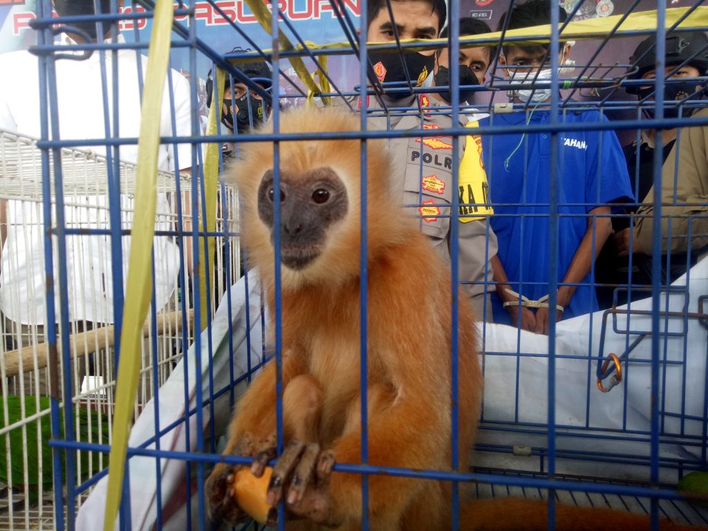 Lutung jawa yang disita dari tersangka diamankan di Mapolres Pasuruan
