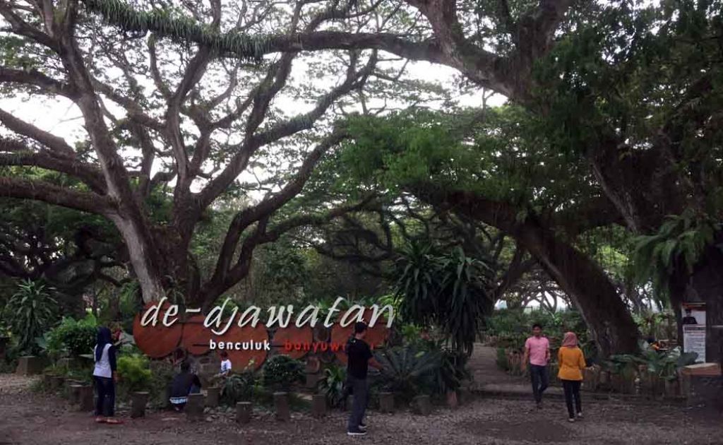 Teror Ulat Bulu Serang Tempat Wisata Hutan di Banyuwangi