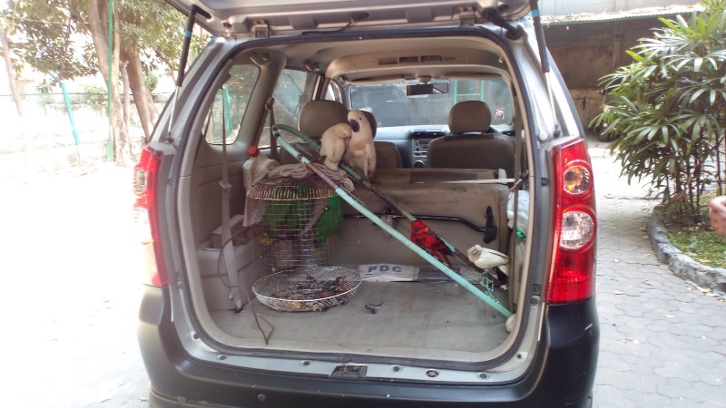 Polisi Gagalkan Penyelundupan Satwa Dilindungi di Perairan Surabaya