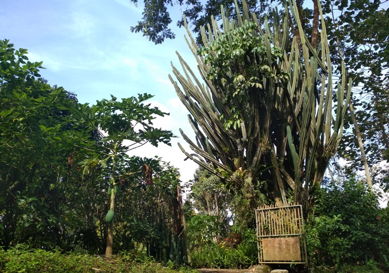 Kaktus peninggalan Hindia-Belanda di Banyuwangi/Foto: Irul Hamdani