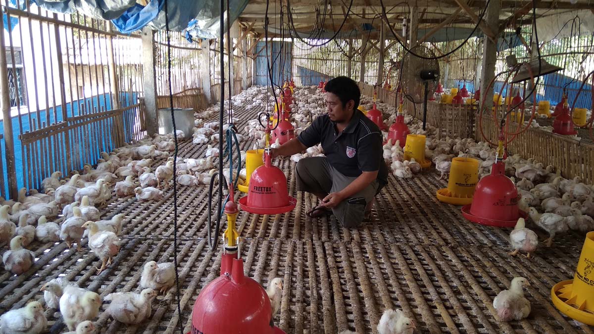 Peternak mengecek persediaan minum dan pakan ayam