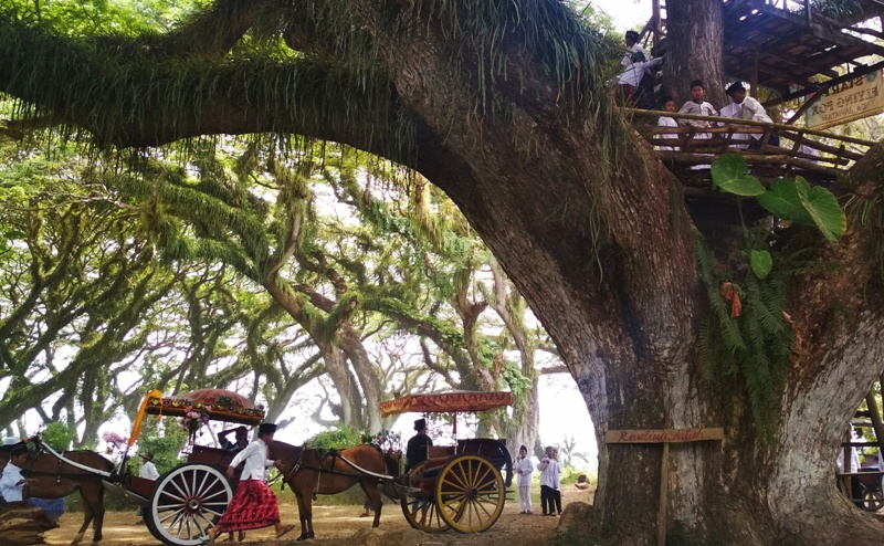 Suasana di Hutan de Djawatan, Banyuwangi.