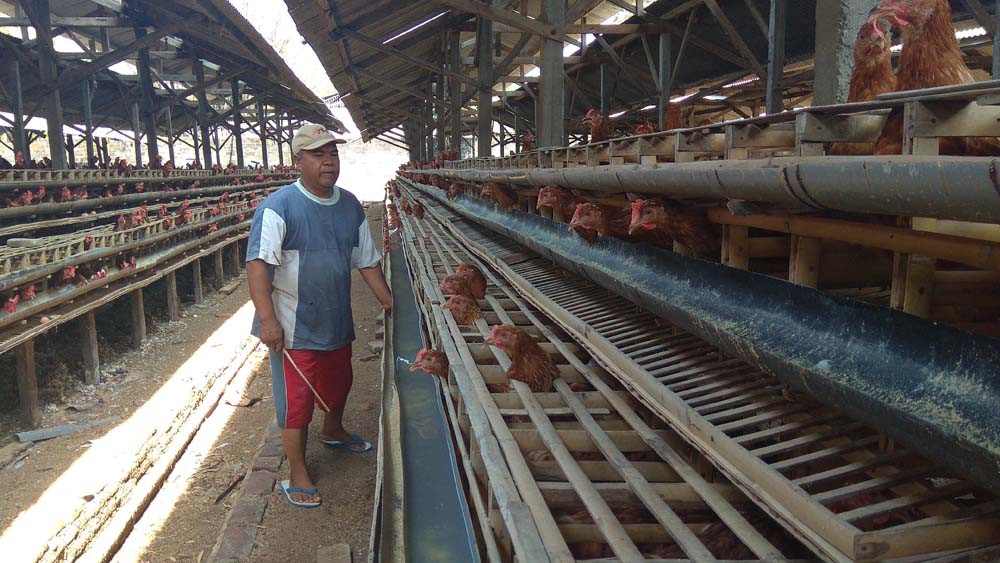 Ayam Petelur milik warga di Kabupaten Blitar.