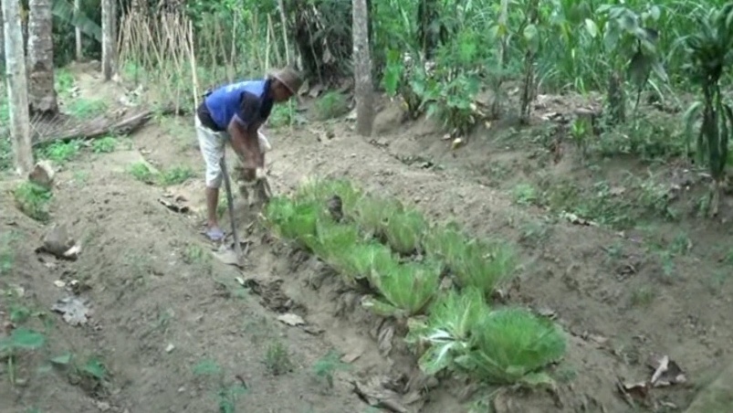 Dampak Musim Kemarau di Blitar, Petani Sayur Terancam Gagal Panen