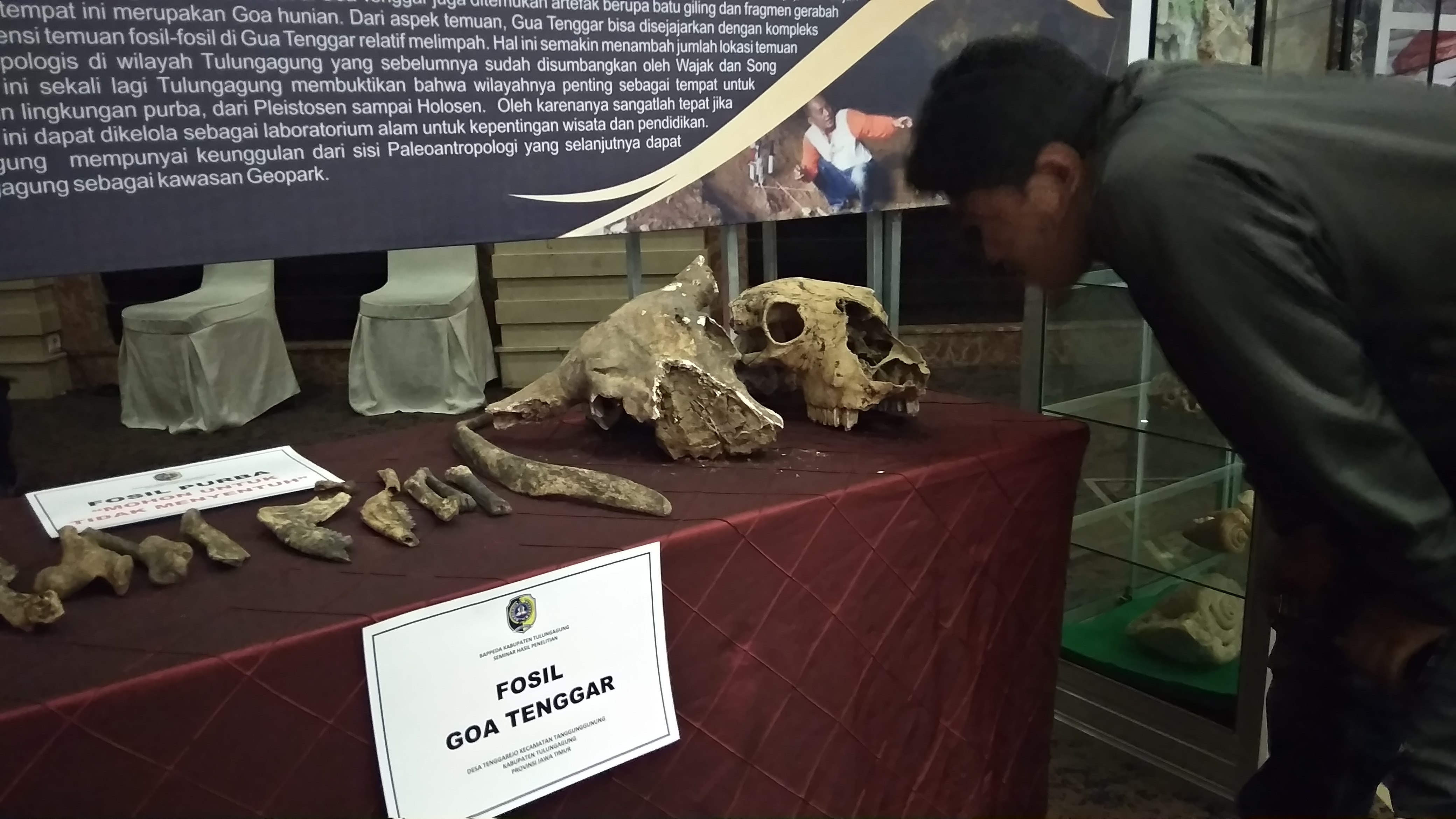 Fosil yang ditemukan di Gua Tenggar