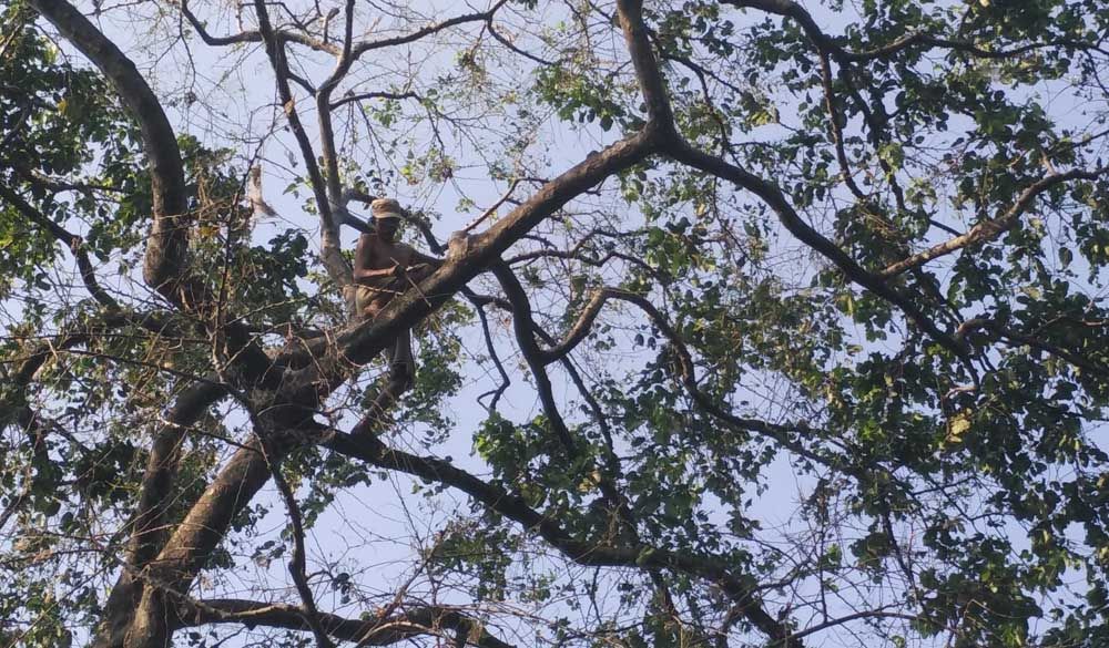 Pohon kenanga yang rusak dimakan ulat bulu