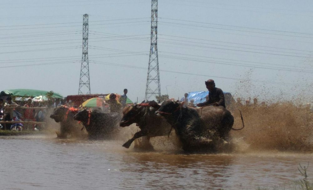 Lomba Karapan Sapi Brujul Semipro 2019 berlangsung meriah