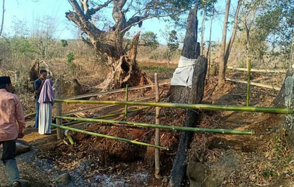 Pohon Roboh 4 Tahun Lalu Kini Berdiri Lagi Gegerkan Warga Probolinggo