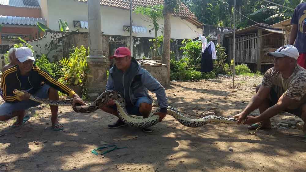 Ular Sanca Sepanjang 3,6 Meter Pemangsa Ternak Warga Blitar Ditangkap